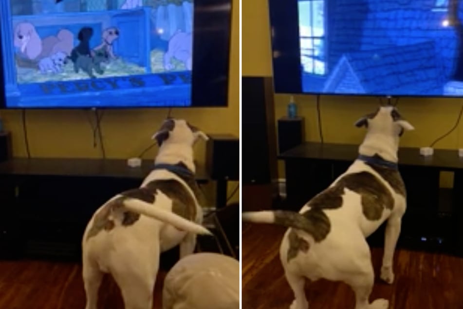 Hund schaut "101 Dalmatiner" und begeistert mit der Reaktion Tausende