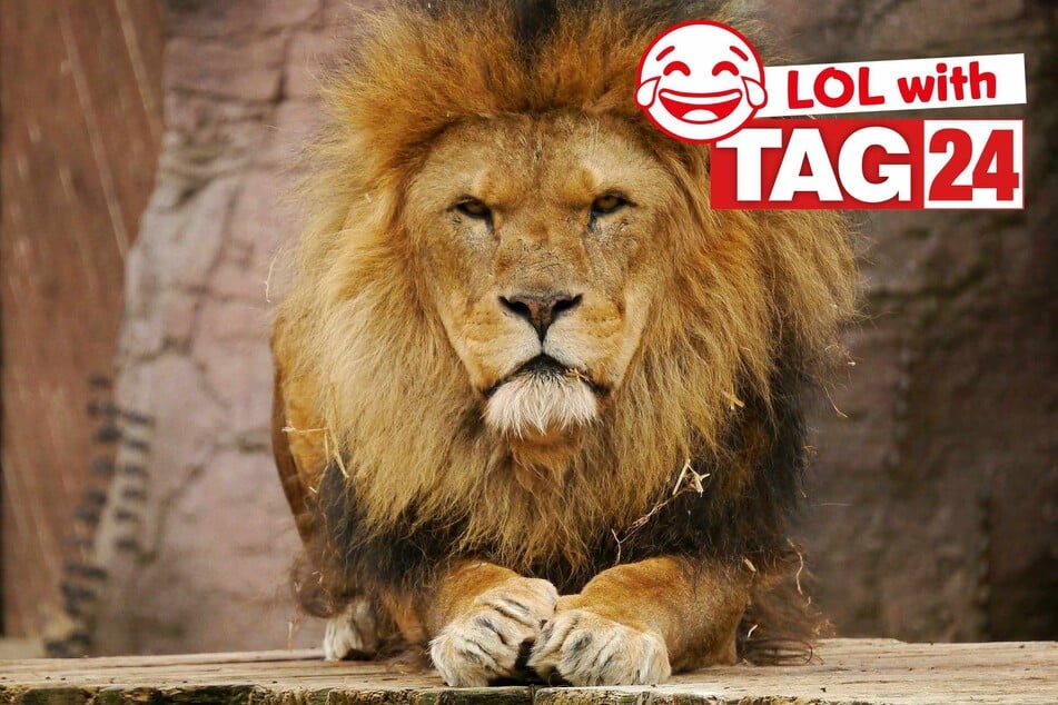 Joke of the Night for April 4, 2026: A Caturday night funny.