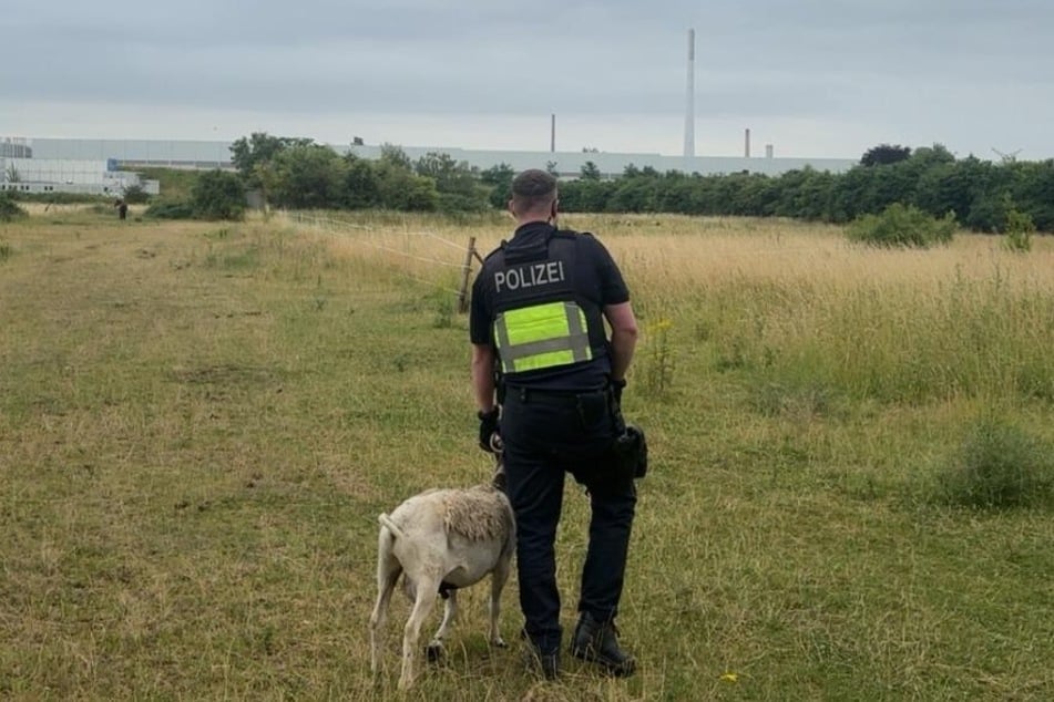 Die Polizei Köln erlebt nicht jeden Tag einen solchen tierischen Einsatz.