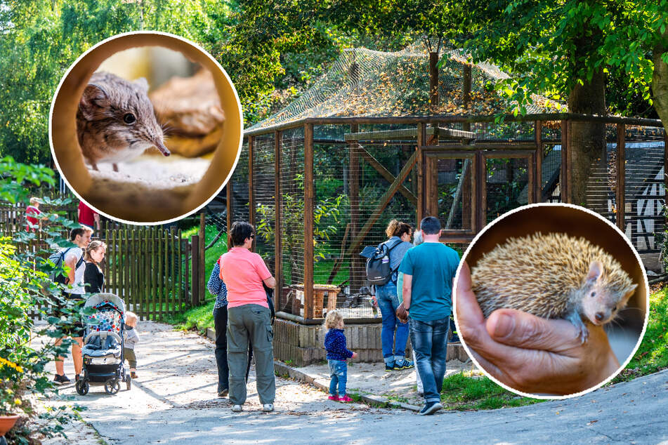 Zoo der Minis: In Aue kommen die Kleinsten groß raus 
