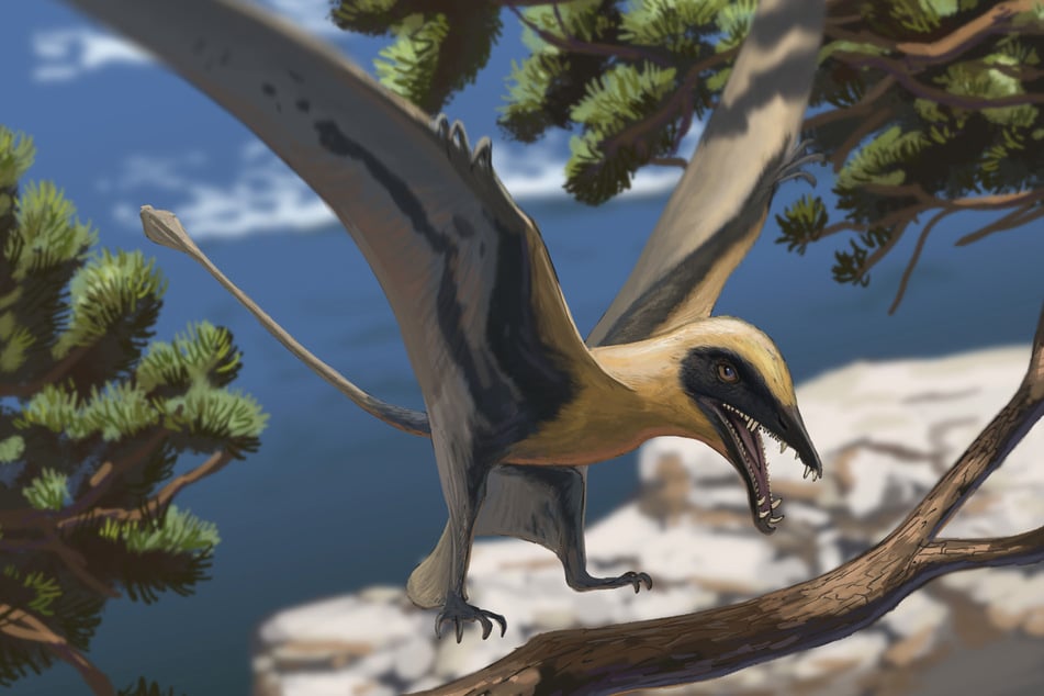 So soll der ein wenig an eine Möwe erinnernde Eudimorphodon ausgesehen haben.