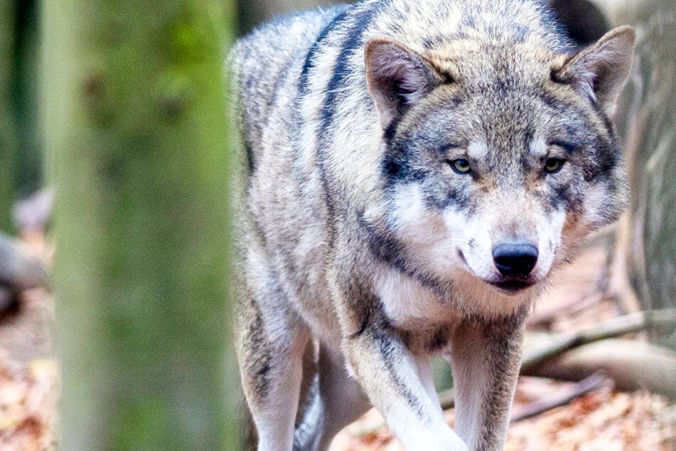 Ein aus Deutschland stammender Wolf ist durch Westeuropa bis nach Spanien gewandert. (Symbolbild)