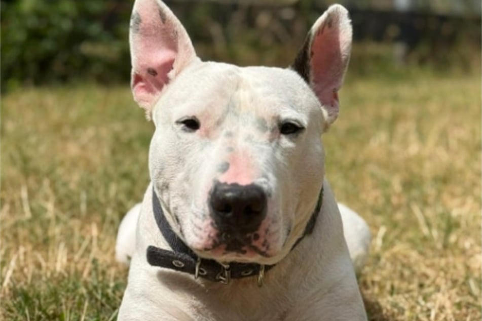 Bullterrier-Mix Paco (5) sucht ein neues, liebevolles Zuhause.