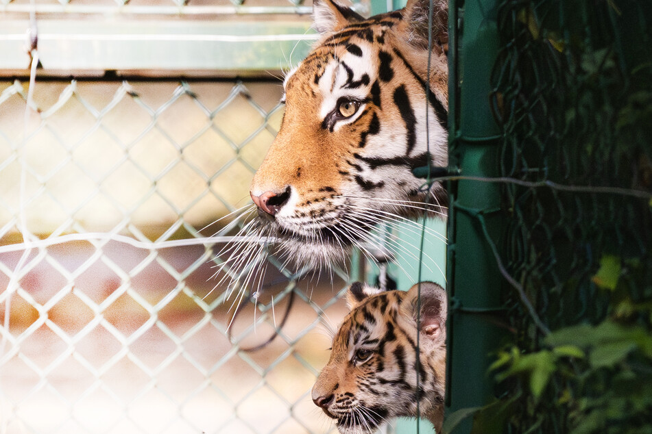So süß! Erste sibirische Tiger in Serengeti Park geboren