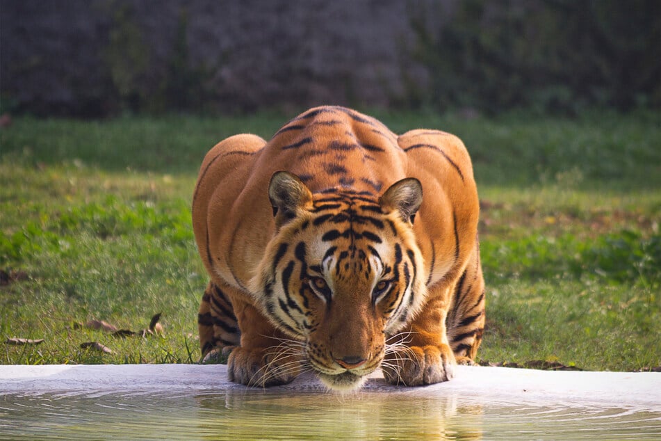 Tigers need to eat a lot of food to keep them going, and this makes them extremely dangerous.