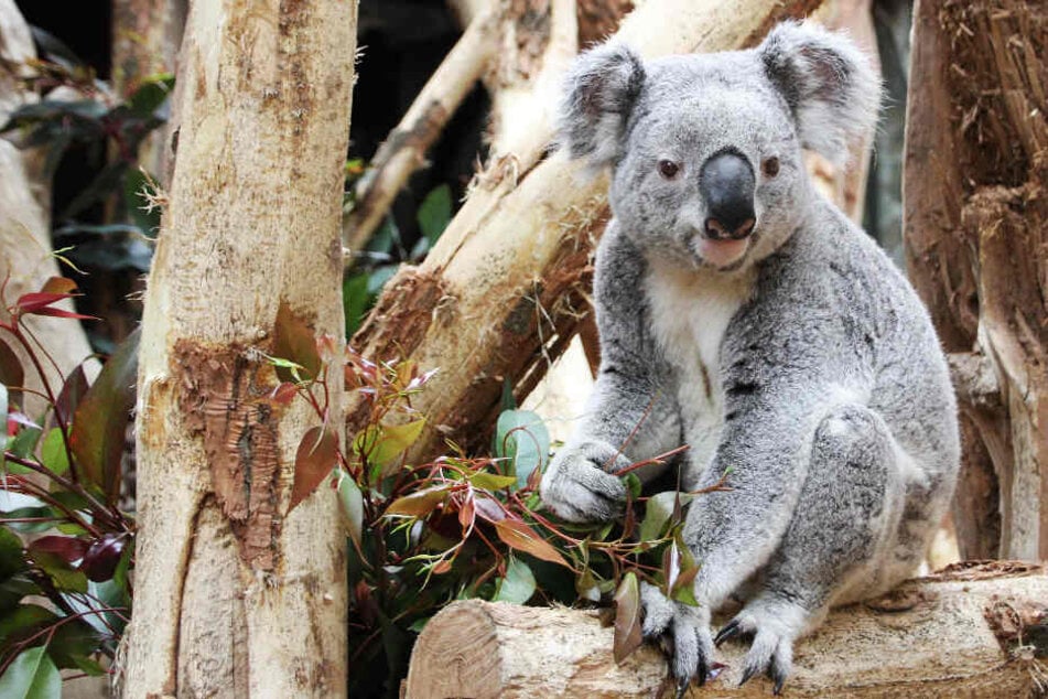 Koala Oobi Ooobi möchte nichts mit seinem Artgenossen im Zoo Leipzig zu tun haben.