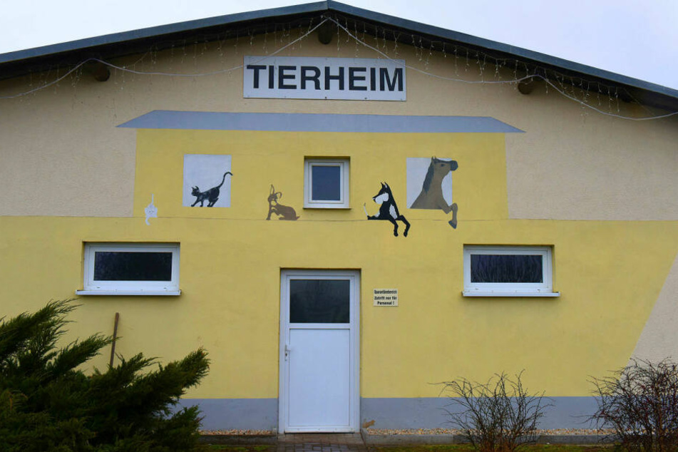 Im Tierheim Delitzsch wurde der Hund einfach ausgesetzt.