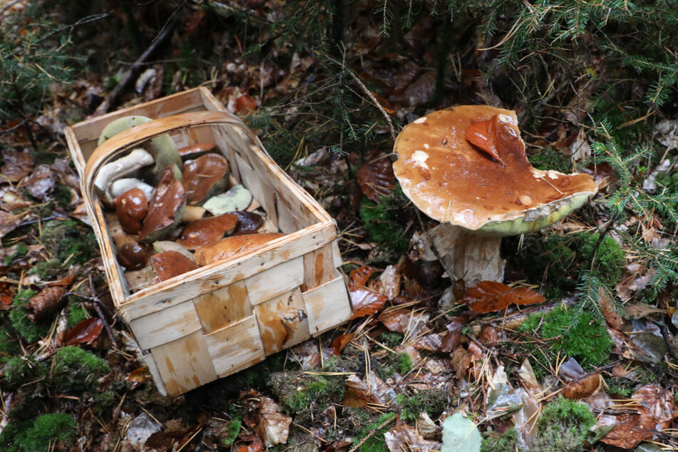 In der Pilzsaison gehen viele Menschen in die Wälder, um die Delikatessen zu pflücken. Allerdings ist nicht jeder Pilz im Wald essbar. Wird der falsche abgemacht und verspeist, kann es zu einer Vergiftung kommen. (Archivbild)