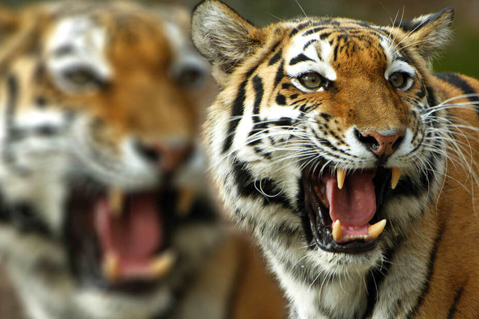 Das Leben von 13 Personen soll eine Tigerkatze in Indien auf dem Gewissen gehabt haben.
