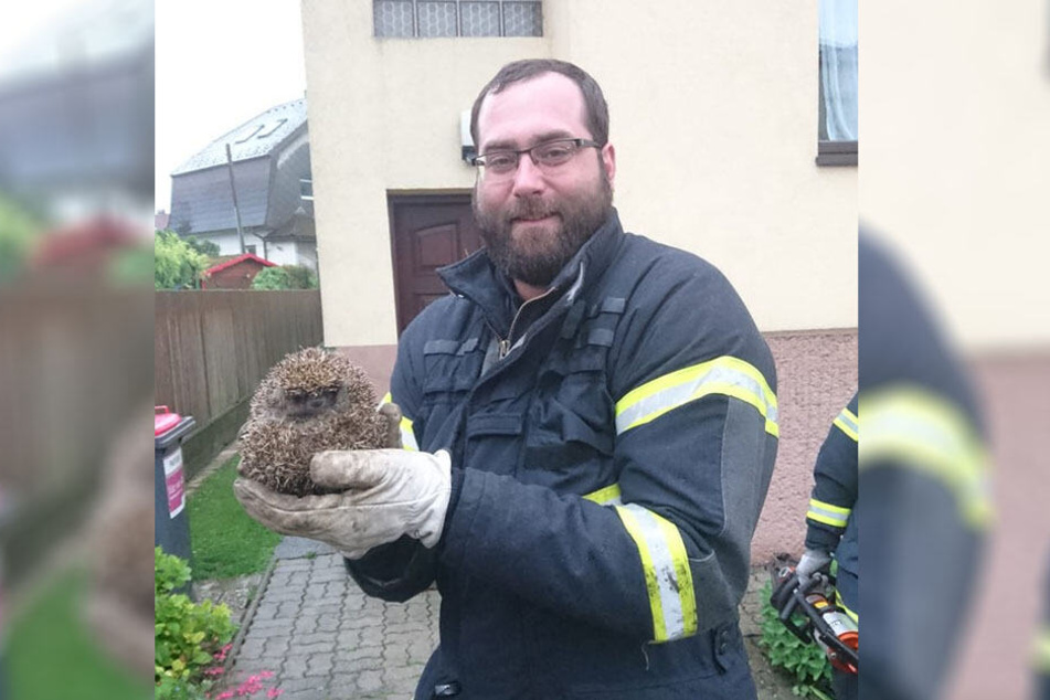Stolz hält ein Feuerwehrmann den geretteten Igel in seinen Händen.