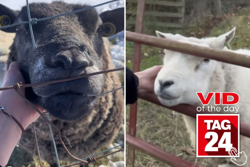 Today's Viral Video of the Day captures an unbelievably cute friendship between a couple of sheep and a caring human!