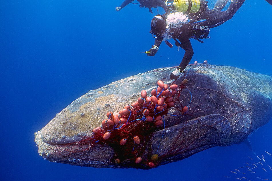 Whale saviors dive to rescue a behemoth of the seas