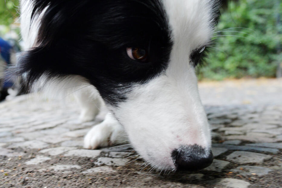 Hundebesitzer sind aufgefordert besser auf ihre Vierbeiner zu achten. (Symbolbild)