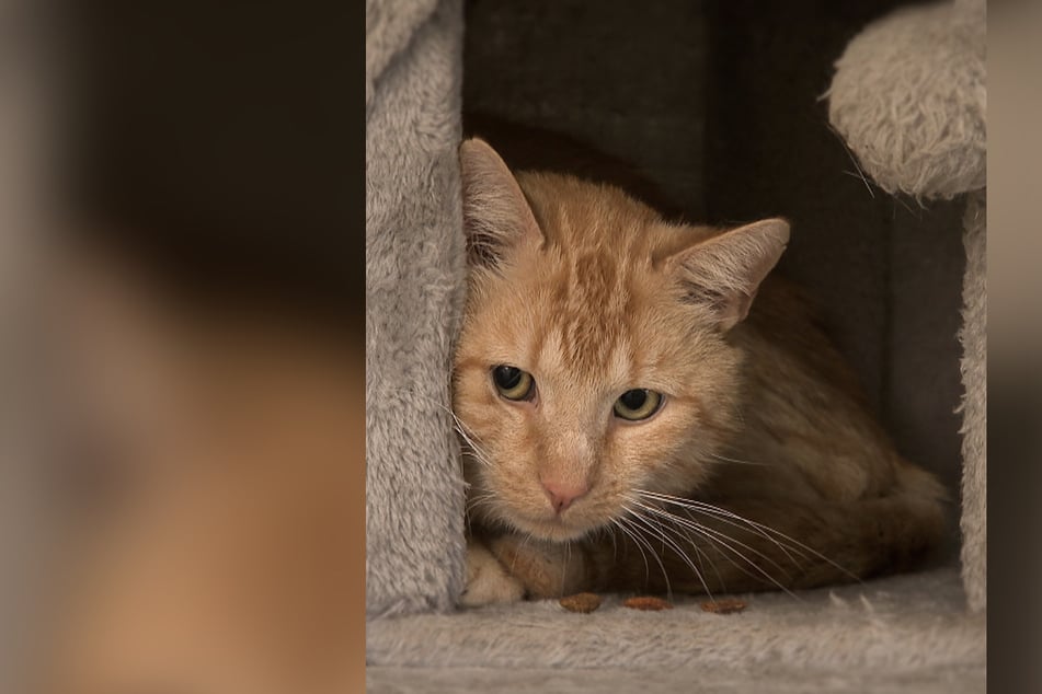 Zu Beginn zeigt sich Kater Malte immer noch etwas ängstlich - taut aber beim richtigen Menschen schnell auf.