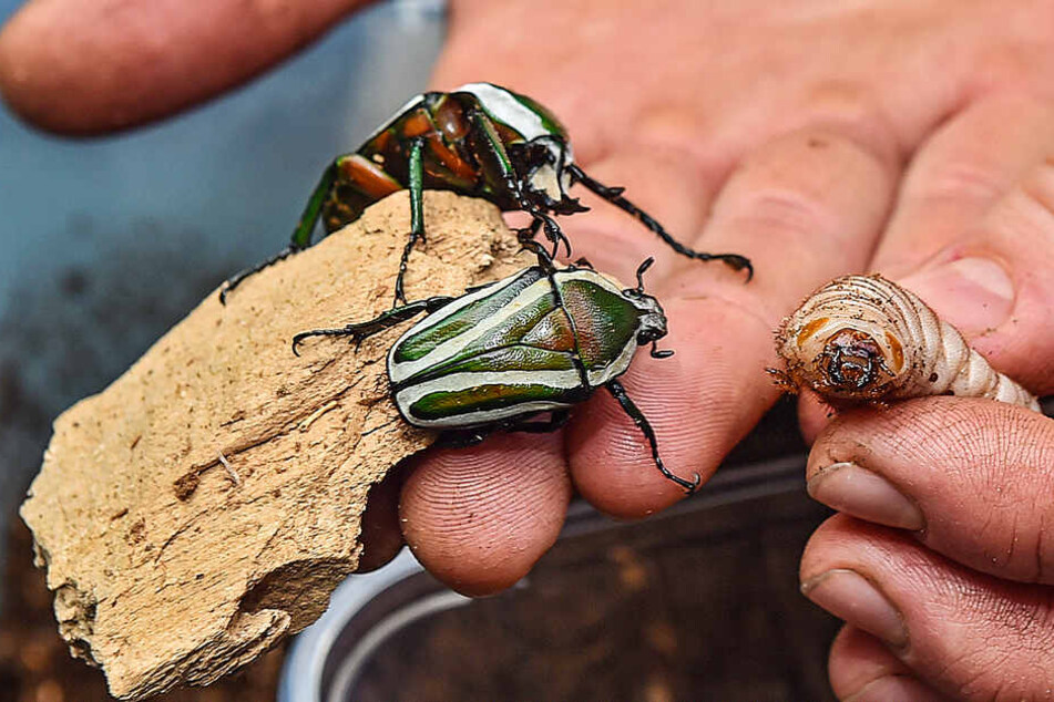 Ausgewachsene Rosenkäfer neben den Larven, die noch zu Käfern werden müssen.