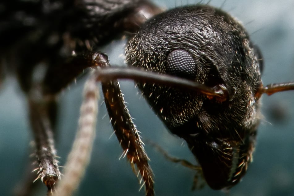 Es ist zum Fürchten! Spektakuläres Ameisen-Foto wird zum Internet-Hit