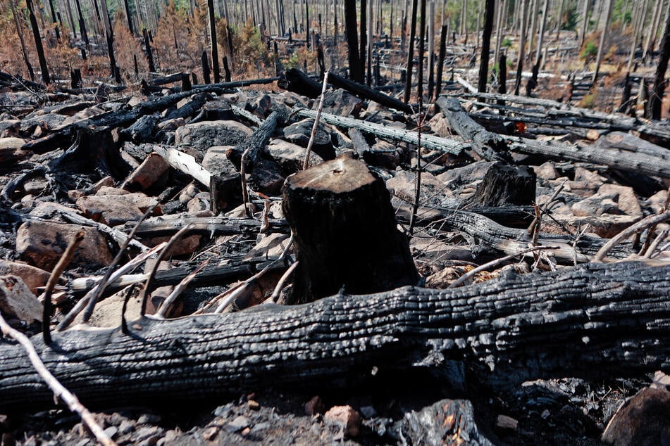 Über 17 Hektar Waldfläche fielen den Flammen zum Opfer.