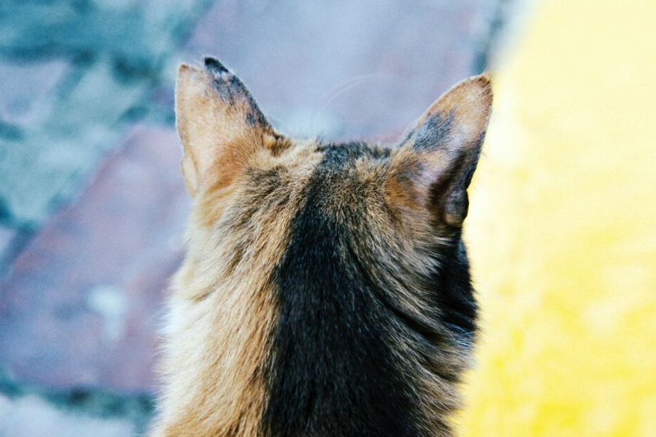 Katzen kehren uns nicht ohne Grund den Rücken zu.