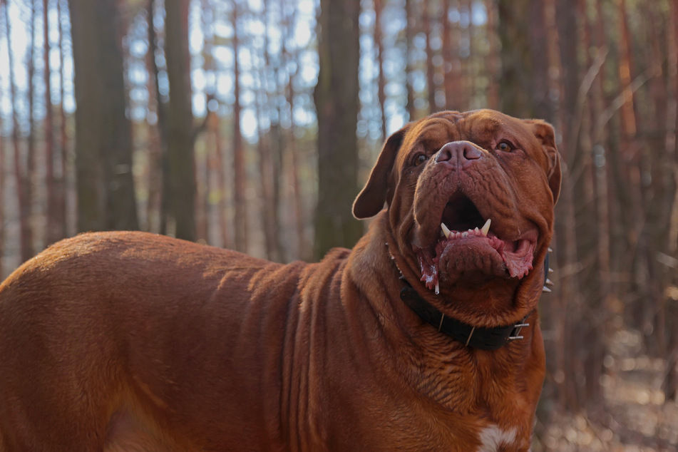 Ein Hund attackierte am Dienstag eine Frau in Netzschkau. Nun könnte der Vierbeiner eingeschläfert werden (Symbolbild).