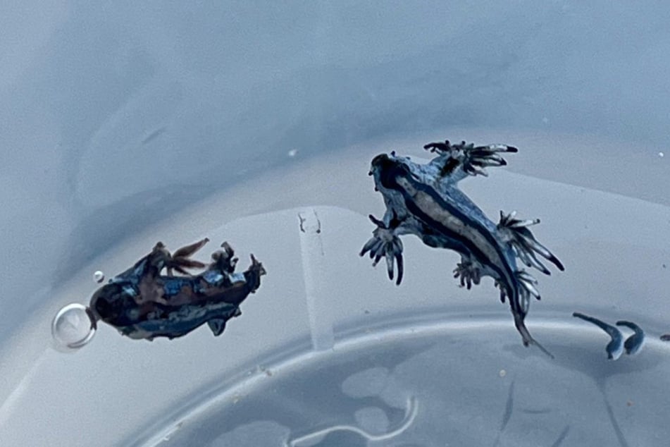 Nachdem zwei Exemplare der Blauen Ozeanschnecke entdeckt wurden, mussten die spanischen Behörden mehrere Strände sperren.