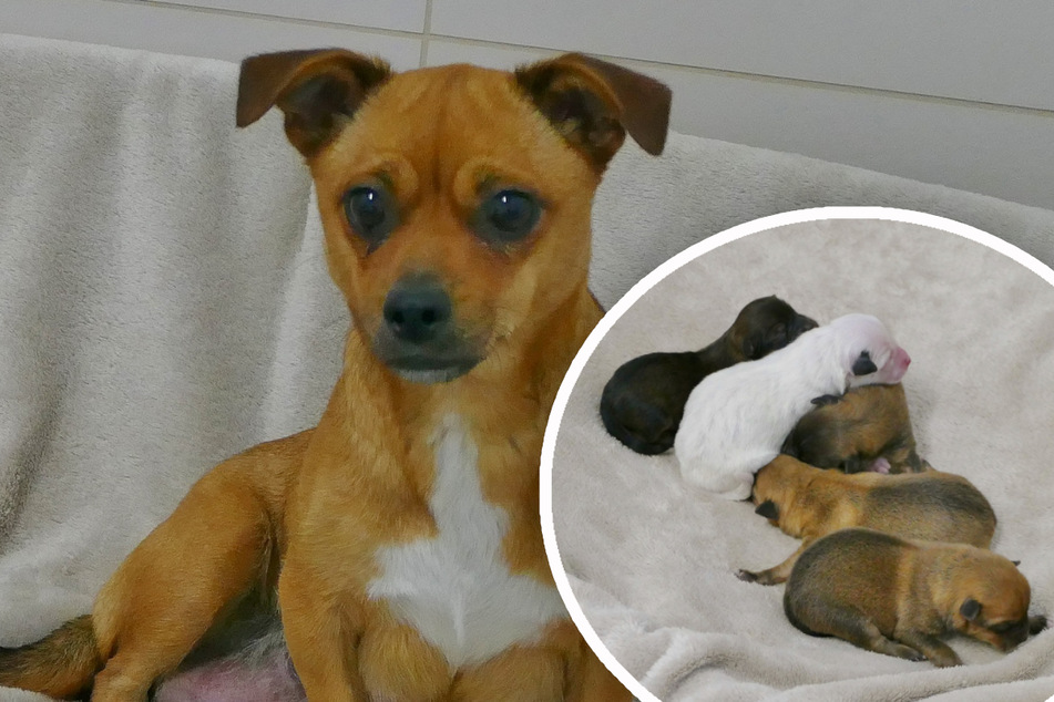 Winzige Hundewelpen gerettet: Obdachloser erkennt den Ernst der Lage