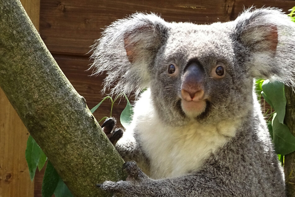 Dresdner Zoo erhofft sich Nachwuchs: Koala-Lady zum Sex-Urlaub im Westen