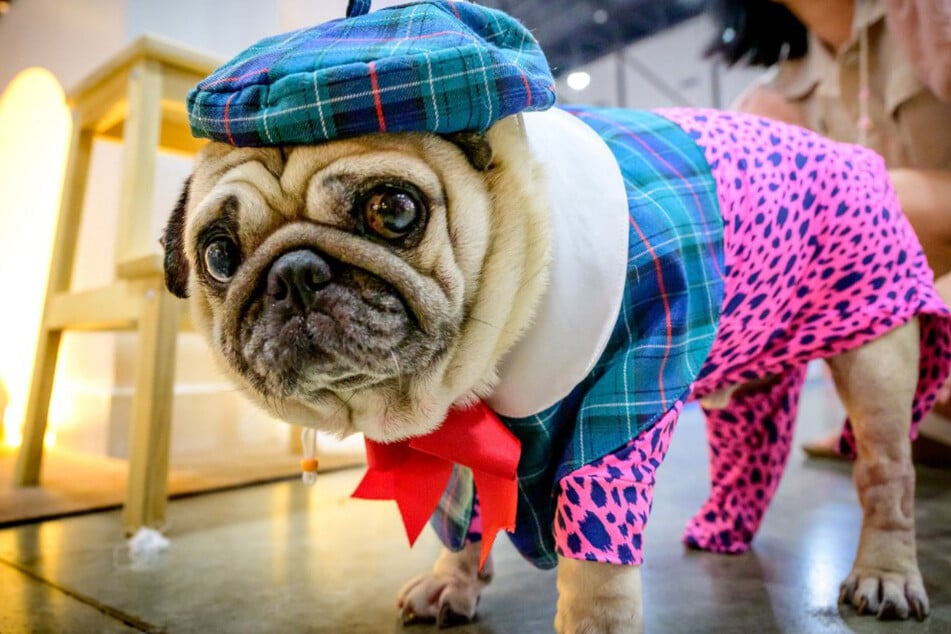 This pug isn't your "typical" dog - but their outfit may have something to do with it!