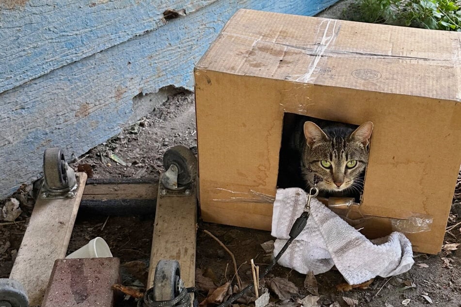 Retter prüfen Mikrochip von Katze: Was sie da lesen, können sie kaum glauben