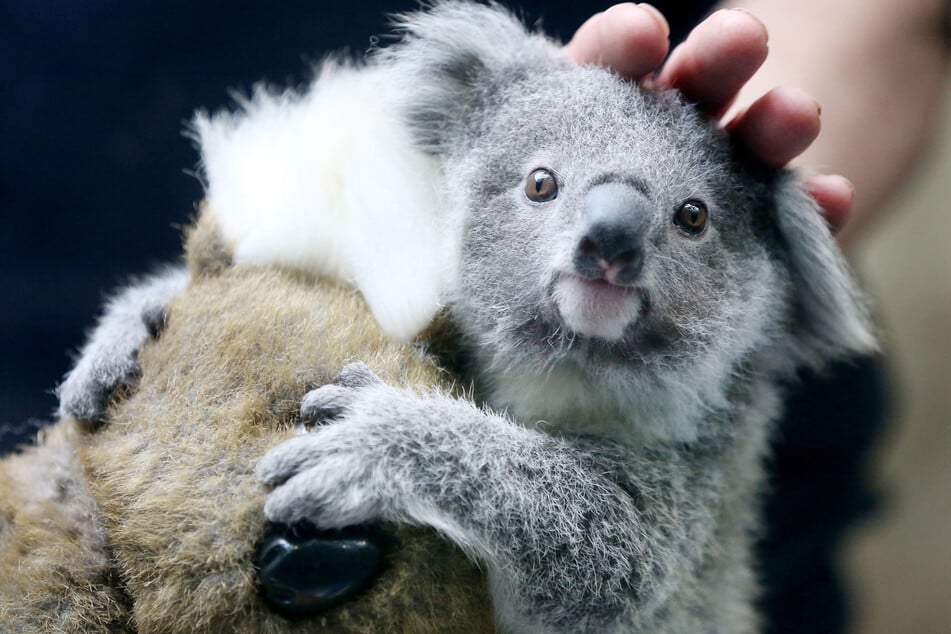 Koala-Baby Eerin wird von Tierpfleger Mario Chindemi beim Wiegen gestreichelt.
