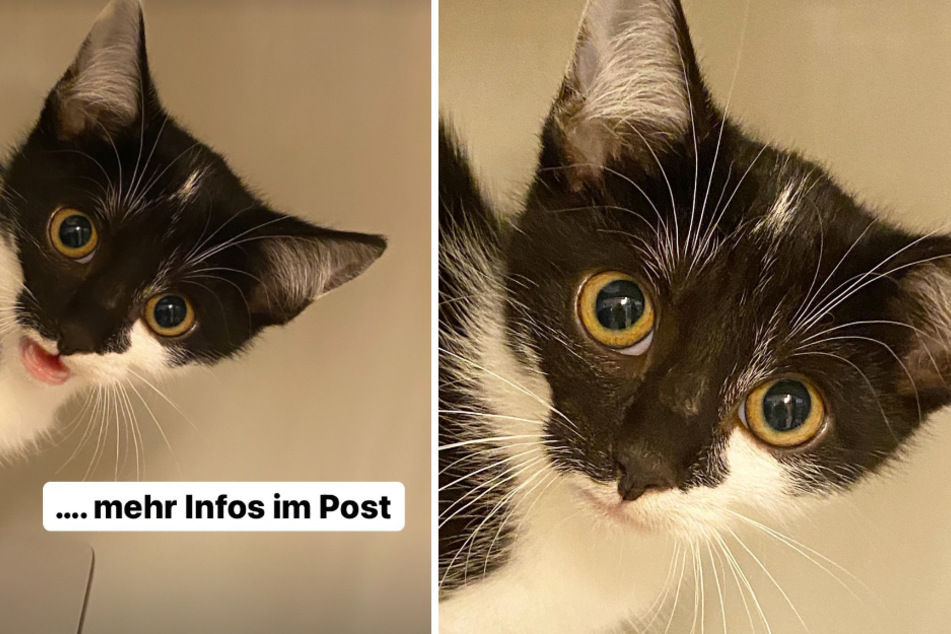 Mit entsetztem Blick schaut sich Babette die Community des Tierheims auf Instagram an, um zu signalisieren, dass sie ein neues Zuhause sucht.
