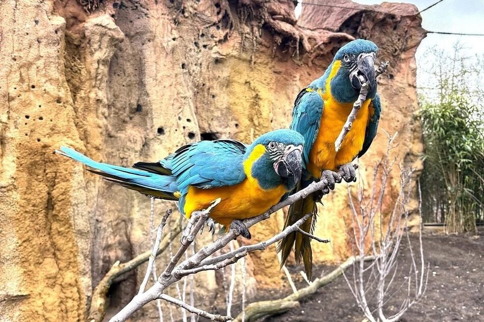 Blaukehlaras leben in der freien Natur in Bolivien. Sie gelten als vom Aussterben bedrohte Tierart.
