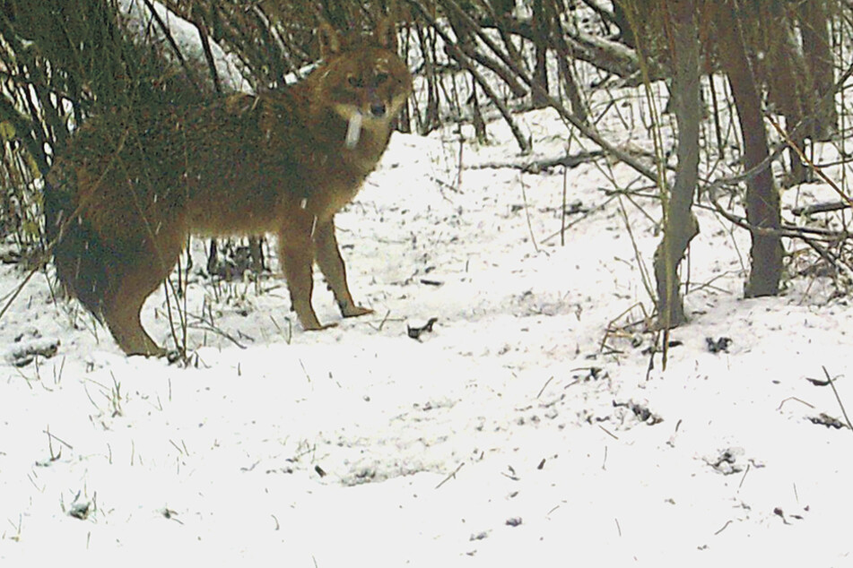 Ein Goldschakal steht in einem verschneiten Waldstück bei Rastatt, fotografiert von einer automatischen Fotofalle.