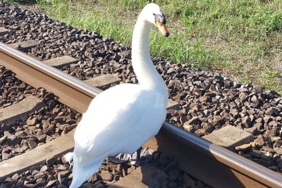 Ein Schwan auf den Gleisen sorgte am Sonntag in Hamburg für eine Sperrung im S-Bahn-Bereich.