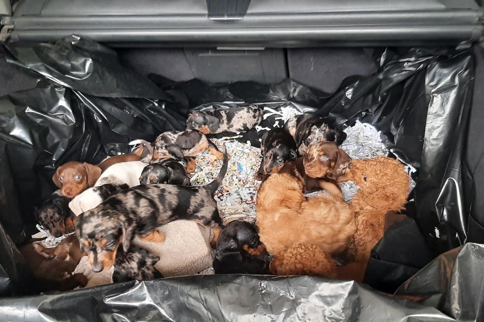 Modehunde auf Bestellung: Im Juni wurde an der A6 bei Waidhaus ein illegaler Tiertransport gestoppt.