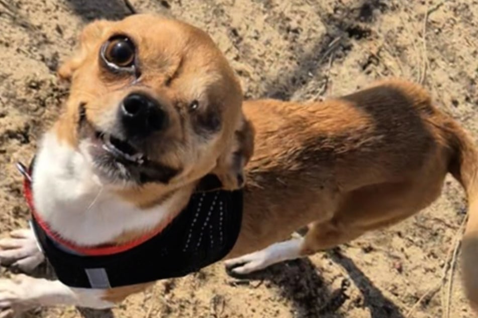 Monokel ist so unkompliziert, dass er auch an Hundeanfänger und Familie mit Kindern vermittelt wird.