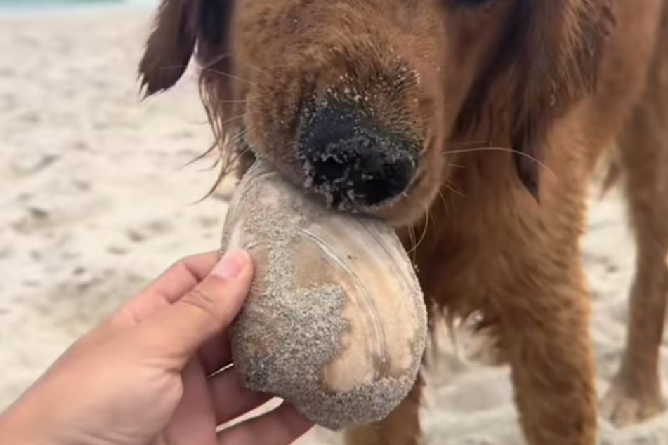 The internet loves how this dog gifts perfect shells!