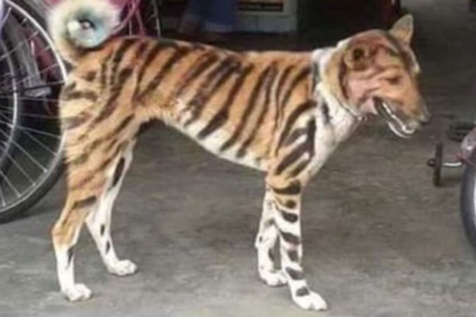 Zum Schutz seiner Ernte malte der Besitzer dieses Hundes seinen Vierbeiner mit Tigerstreifen an.