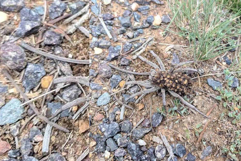 Frau findet Spinne bei Wanderung: Alles ändert sich, als sie sich ihr nähert