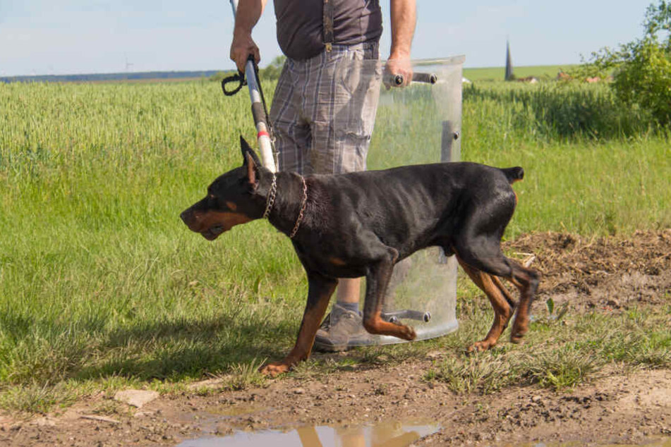 Der etwa zwei Jahre alte Dobermannrüde verletzte sein Herrchen schwer.