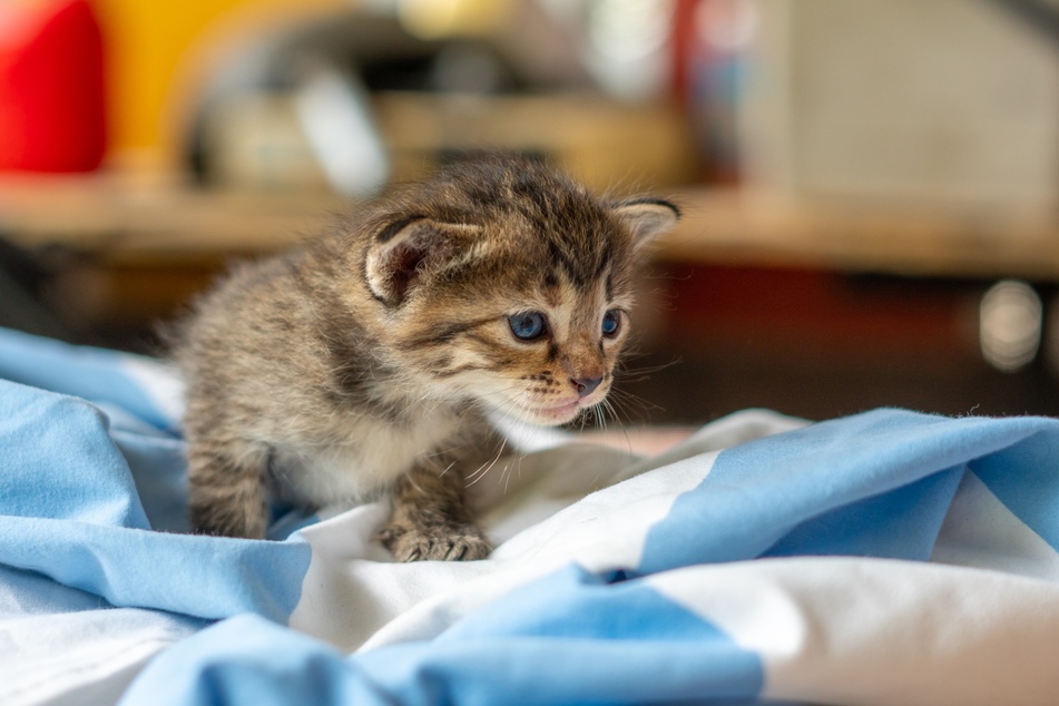 Als Haustier unterscheiden sich Herbstkatzen nicht von Maikatzen.