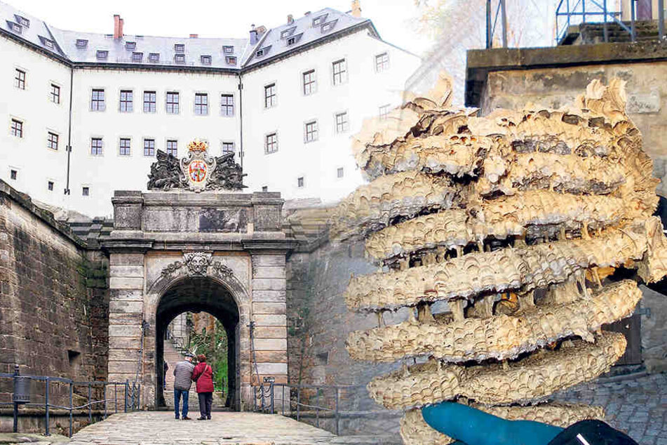 Dieses Hornissen-Nest entfernten Mitarbeiter jetzt in der Festung Königstein.