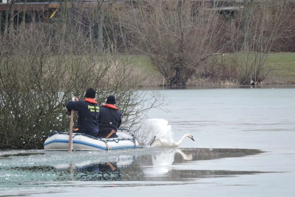 Nach einer Stunde erreichten die Kameraden der Feuerwehr das Tier zwar, dieses befreite sich jedoch selbst und robbte sich auf dem Eis davon.