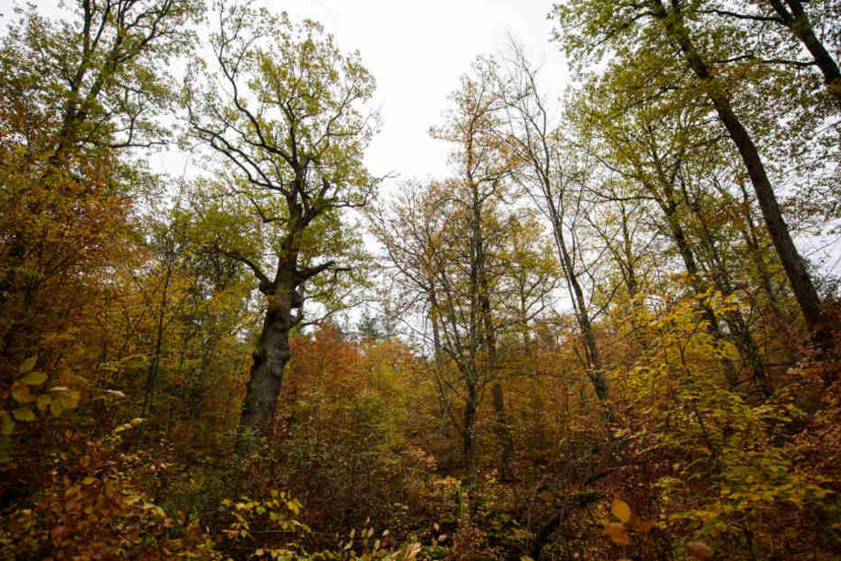 Als Ausgleich für gefällte Bäume beim Projekt Stuttgart 21 werden in einem Waldstück bei Waldenbuch Maßnahmen zum Schutz der Juchtenkäfer getroffen.