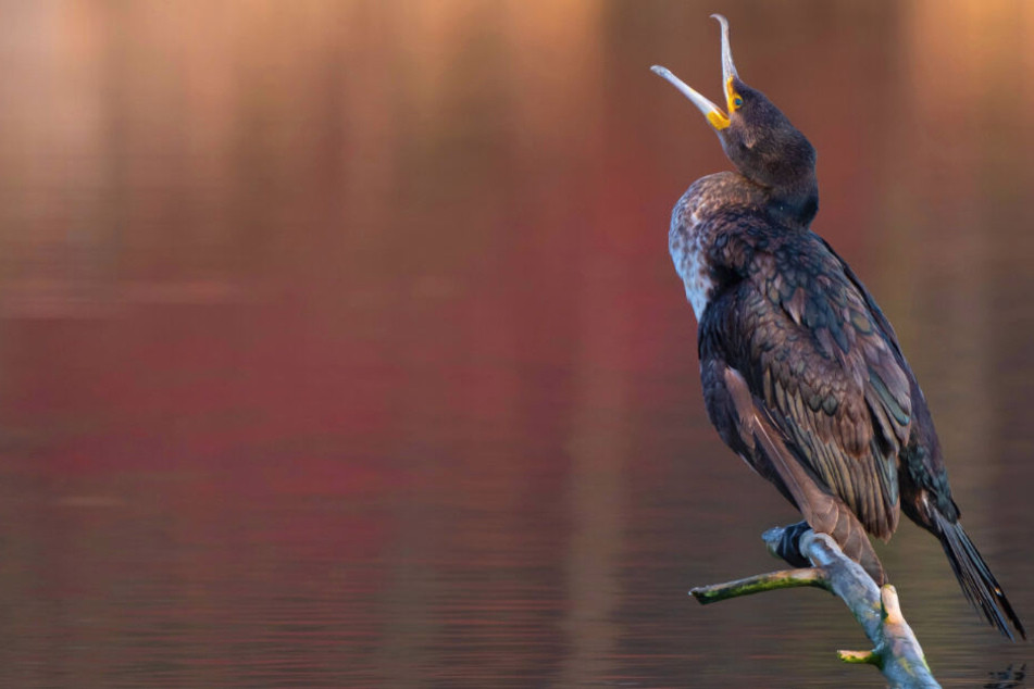 Nicht nur Kormorane, sondern allgemein viele Vogelarten leben an dem See. Auch das macht ihn so schützenswert.
