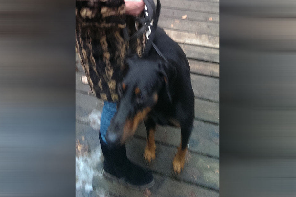 Schnappschuss: Eines der Biss-Opfer fotografierte den Dobermann nach dem Angriff.
