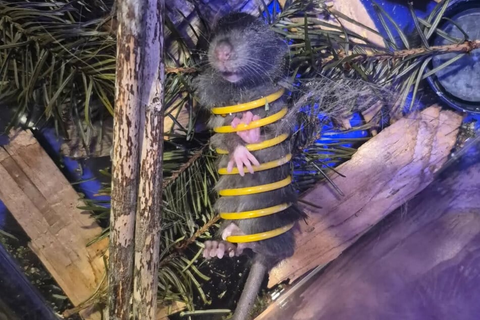 Da hatte sich die Maus ja wirklich in eine missliche Lage gebracht.
