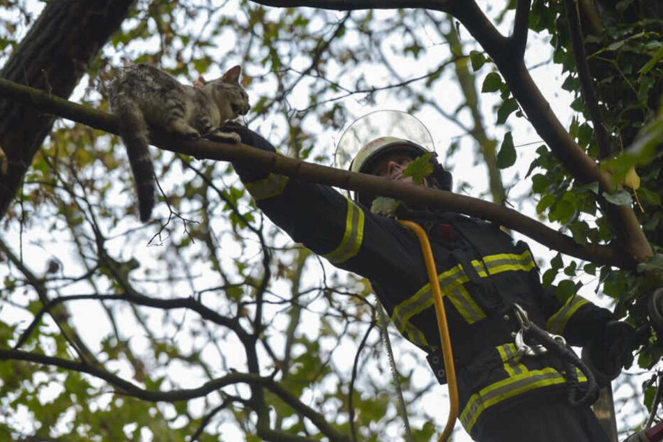 Der Feuerwehrmann griff beherzt nach Kater Kalle.