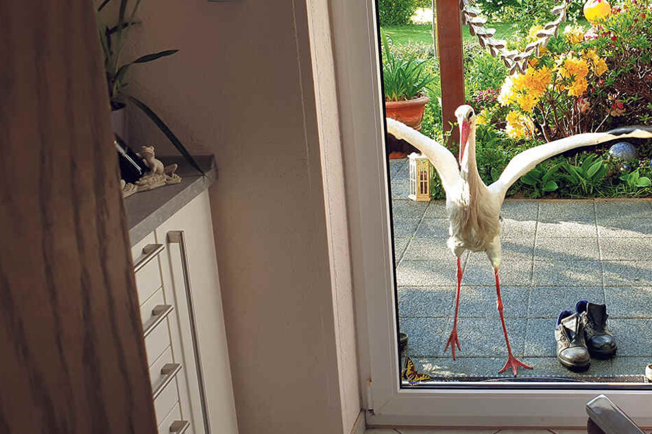 Er attackiert Scheiben und Autos, hat die Scheu vor dem Menschen verloren: Der Problemstorch von Jahnishausen bedroht die Anwohner. Klaus Friebel (67) hat das Tier auf seiner Terrasse fotografiert.