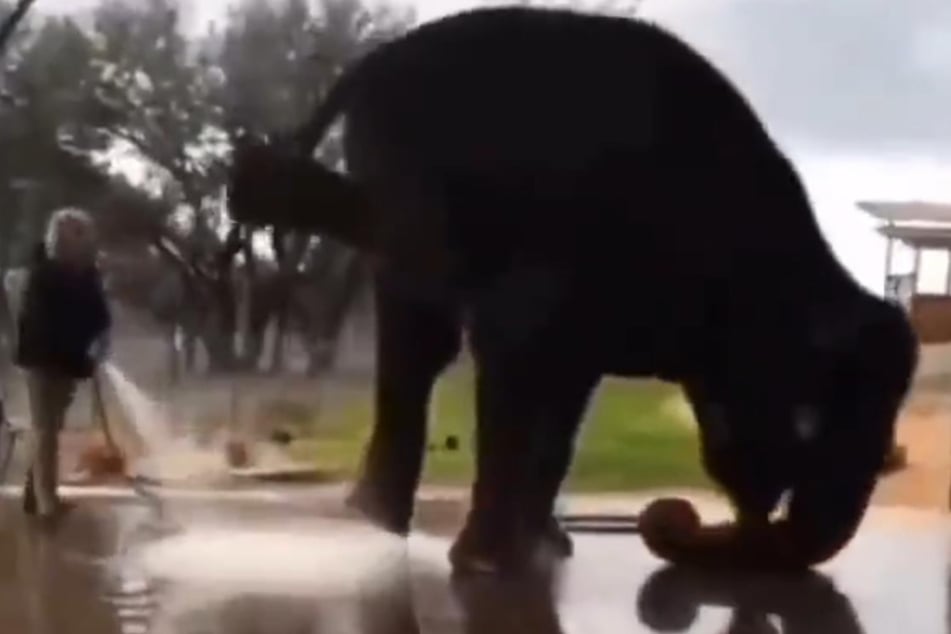 An elephant performs an amazing balancing act in the viral video.