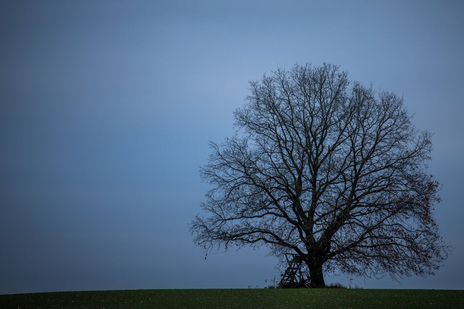 Der Mann kam mit seinem Kleintransporter von der Straße ab und fuhr gegen einen Baum. (Symbolbild)